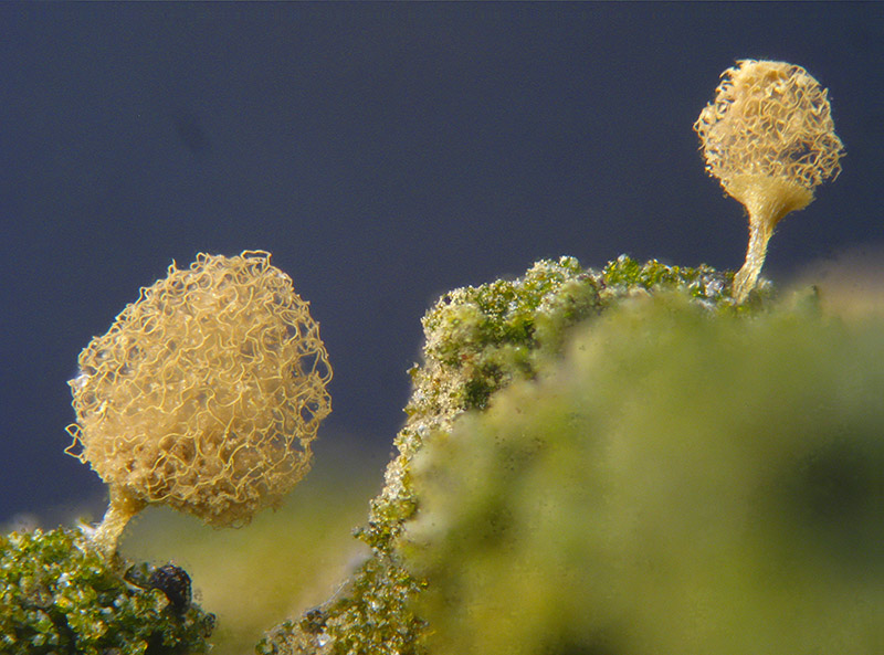 Arcyria (pomiformis ?)